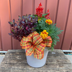 Autumn Mini Mix Pot from Casey's Garden Shop & Florist, Bloomington Flower Shop