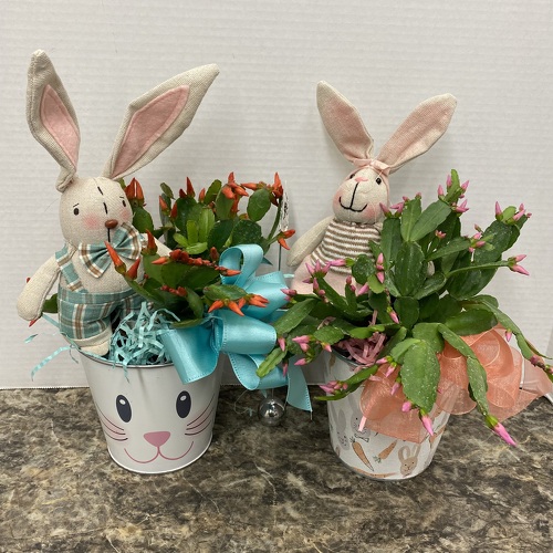 Bunny Blooms Easter Cactus from Casey's Garden Shop & Florist, Bloomington Flower Shop