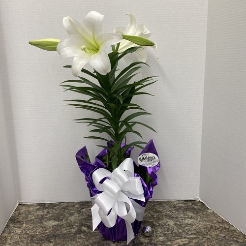 Traditional Easter Lily from Casey's Garden Shop & Florist, Bloomington Flower Shop