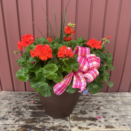 14" Geranium Pot - Sun from Casey's Garden Shop & Florist, Bloomington Flower Shop