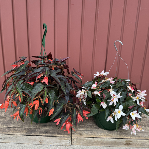 Outdoor Hanging Basket - Shade from Casey's Garden Shop & Florist, Bloomington Flower Shop