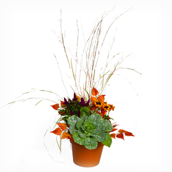 Easy-Breezy Drop-in Pot from Casey's Garden Shop & Florist, Bloomington Flower Shop
