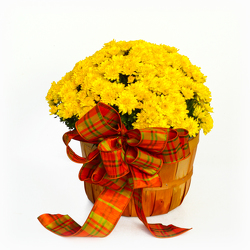 Mum Basket from Casey's Garden Shop & Florist, Bloomington Flower Shop