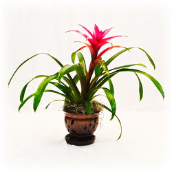 Colorful Bromeliad from Casey's Garden Shop & Florist, Bloomington Flower Shop