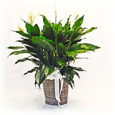 Peace Lily from Casey's Garden Shop & Florist, Bloomington Flower Shop