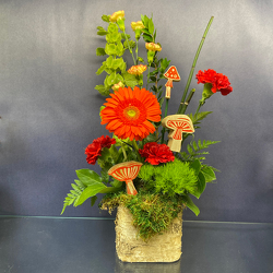 Fungi from Casey's Garden Shop & Florist, Bloomington Flower Shop