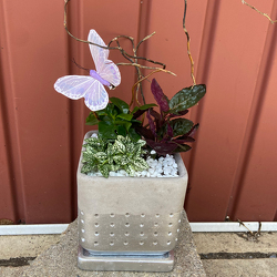 Modern Planter from Casey's Garden Shop & Florist, Bloomington Flower Shop
