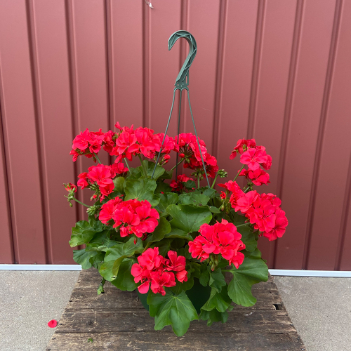 Hanging Basket : Annual Flowers from Casey's Garden Shop & Florist, Bloomington Flower Shop