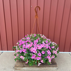 Hanging Basket of Mixed Annuals from Casey's Garden Shop & Florist, Bloomington Flower Shop