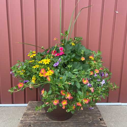 Deluxe Designer's Choice Patio Pot from Casey's Garden Shop & Florist, Bloomington Flower Shop