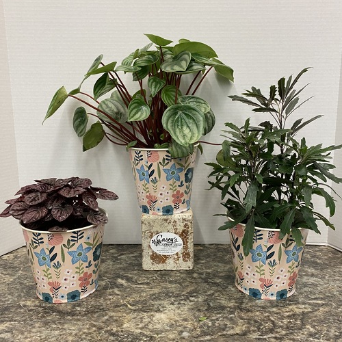 casey's garden shop coupon