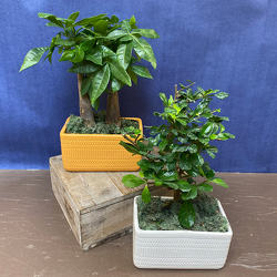 Large Bonsai from Casey's Garden Shop & Florist, Bloomington Flower Shop