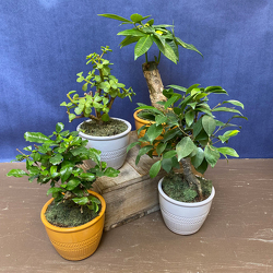 Small Bonsai from Casey's Garden Shop & Florist, Bloomington Flower Shop