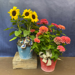 Endless Summer from Casey's Garden Shop & Florist, Bloomington Flower Shop