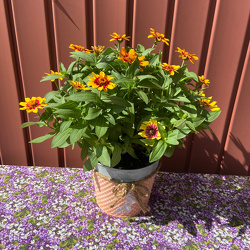 Colorful Gallon Annual from Casey's Garden Shop & Florist, Bloomington Flower Shop