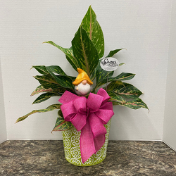 Gnome Grown from Casey's Garden Shop & Florist, Bloomington Flower Shop