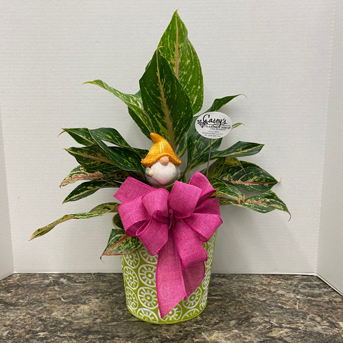 Gnome Grown from Casey's Garden Shop & Florist, Bloomington Flower Shop