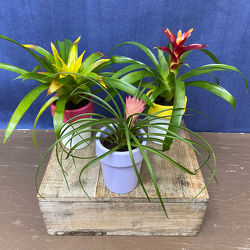 Mini Bromeliad from Casey's Garden Shop & Florist, Bloomington Flower Shop