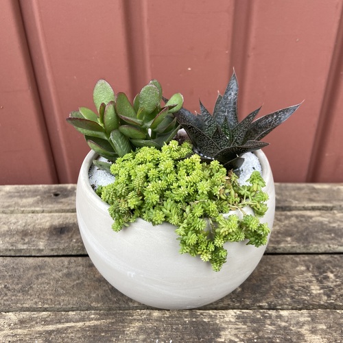 6" Succulent Garden from Casey's Garden Shop & Florist, Bloomington Flower Shop