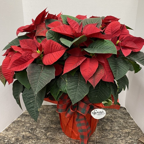 Holiday Poinsettia from Casey's Garden Shop & Florist, Bloomington Flower Shop