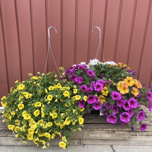 11" Hanging Basket of Annuals from Casey's Garden Shop & Florist, Bloomington Flower Shop