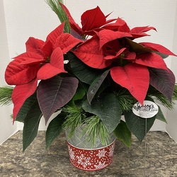 Festive Potted Poinsettia from Casey's Garden Shop & Florist, Bloomington Flower Shop