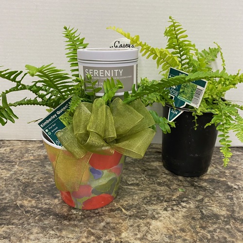 Spa Day Plant from Casey's Garden Shop & Florist, Bloomington Flower Shop