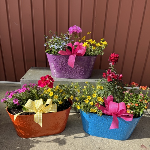 Annual Delights from Casey's Garden Shop & Florist, Bloomington Flower Shop