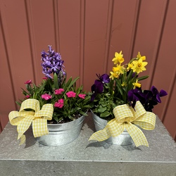 Early Blooms from Casey's Garden Shop & Florist, Bloomington Flower Shop