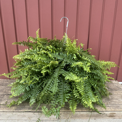 Lush Fern Hanging Basket from Casey's Garden Shop & Florist, Bloomington Flower Shop