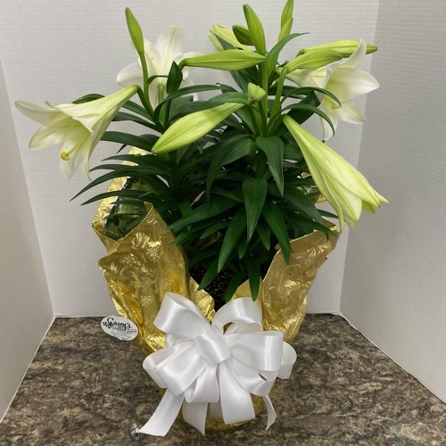 Triple Easter Lily from Casey's Garden Shop & Florist, Bloomington Flower Shop