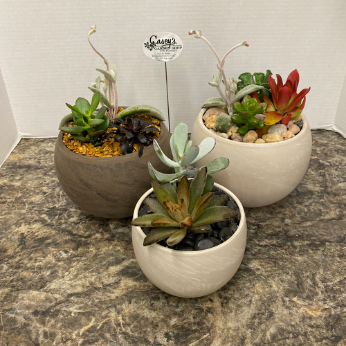 Succulent Garden from Casey's Garden Shop & Florist, Bloomington Flower Shop