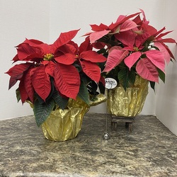 Holiday Poinsettia from Casey's Garden Shop & Florist, Bloomington Flower Shop