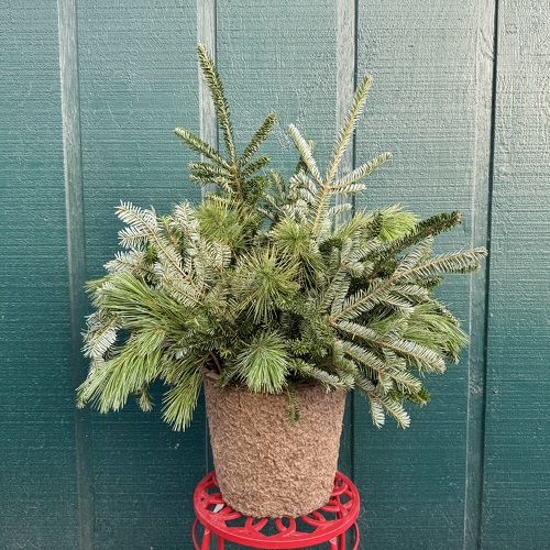 Basic Winter Porch Pot from Casey's Garden Shop & Florist, Bloomington Flower Shop