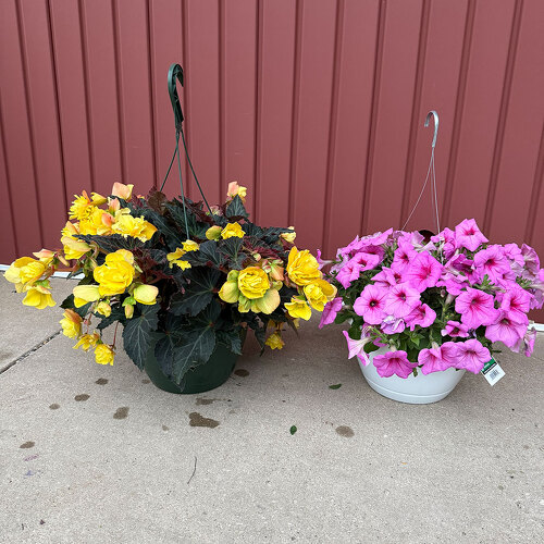 11" Hanging Basket from Casey's Garden Shop & Florist, Bloomington Flower Shop