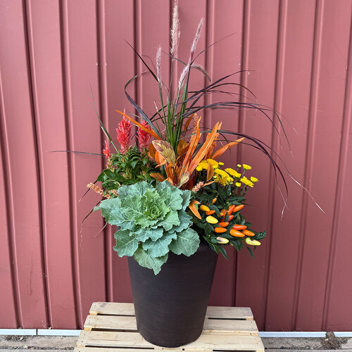11" Mixed Fall Planter from Casey's Garden Shop & Florist, Bloomington Flower Shop