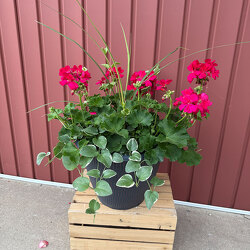 12" Geranium Pot from Casey's Garden Shop & Florist, Bloomington Flower Shop