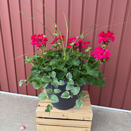 12" Geranium Pot from Casey's Garden Shop & Florist, Bloomington Flower Shop