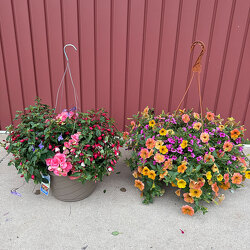 12" Mixed Hanging Basket from Casey's Garden Shop & Florist, Bloomington Flower Shop
