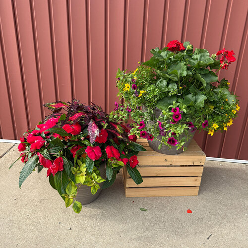 12" Porch Pot from Casey's Garden Shop & Florist, Bloomington Flower Shop