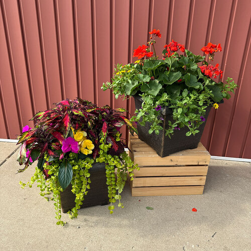 12" Square Porch Pot from Casey's Garden Shop & Florist, Bloomington Flower Shop