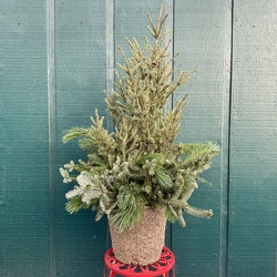 Basic Spruce Tip Porch Pot from Casey's Garden Shop & Florist, Bloomington Flower Shop