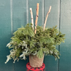 Basic Winter Porch Pot with Birch Logs from Casey's Garden Shop & Florist, Bloomington Flower Shop