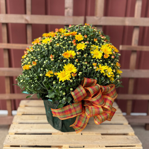 8" Fall Mum from Casey's Garden Shop & Florist, Bloomington Flower Shop