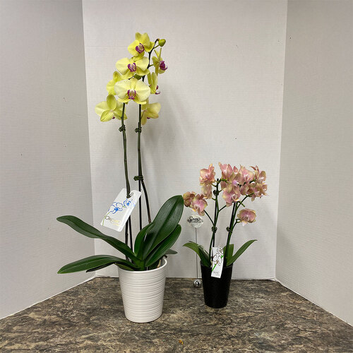 Awesome Orchids from Casey's Garden Shop & Florist, Bloomington Flower Shop
