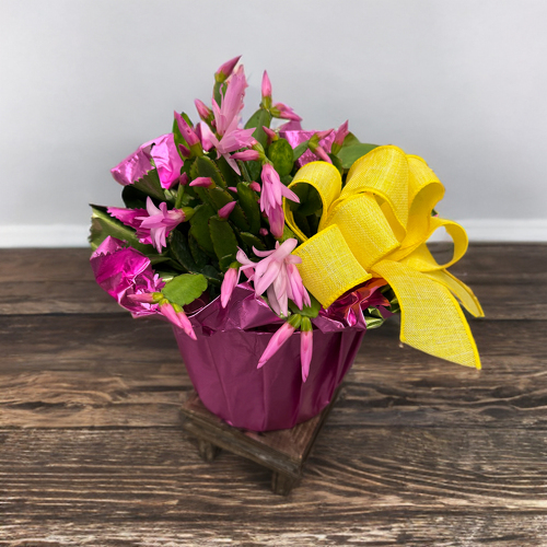 Easter Cactus from Casey's Garden Shop & Florist, Bloomington Flower Shop