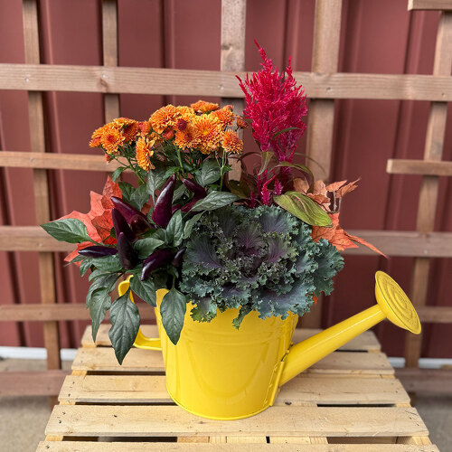 Fall Watering Can from Casey's Garden Shop & Florist, Bloomington Flower Shop