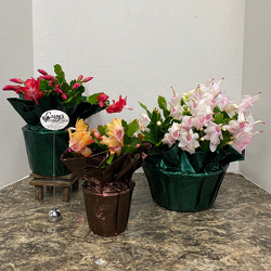 Holiday Cactus from Casey's Garden Shop & Florist, Bloomington Flower Shop