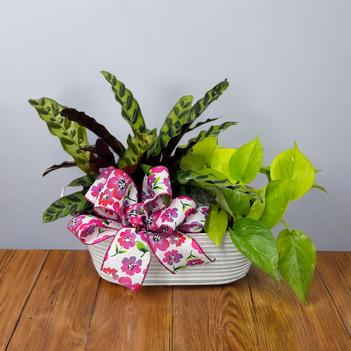 Houseplant Lover from Casey's Garden Shop & Florist, Bloomington Flower Shop