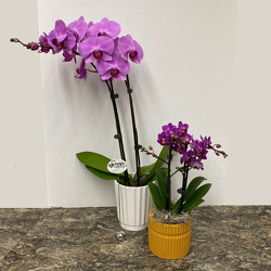 Elegant Orchid Plant from Casey's Garden Shop & Florist, Bloomington Flower Shop
